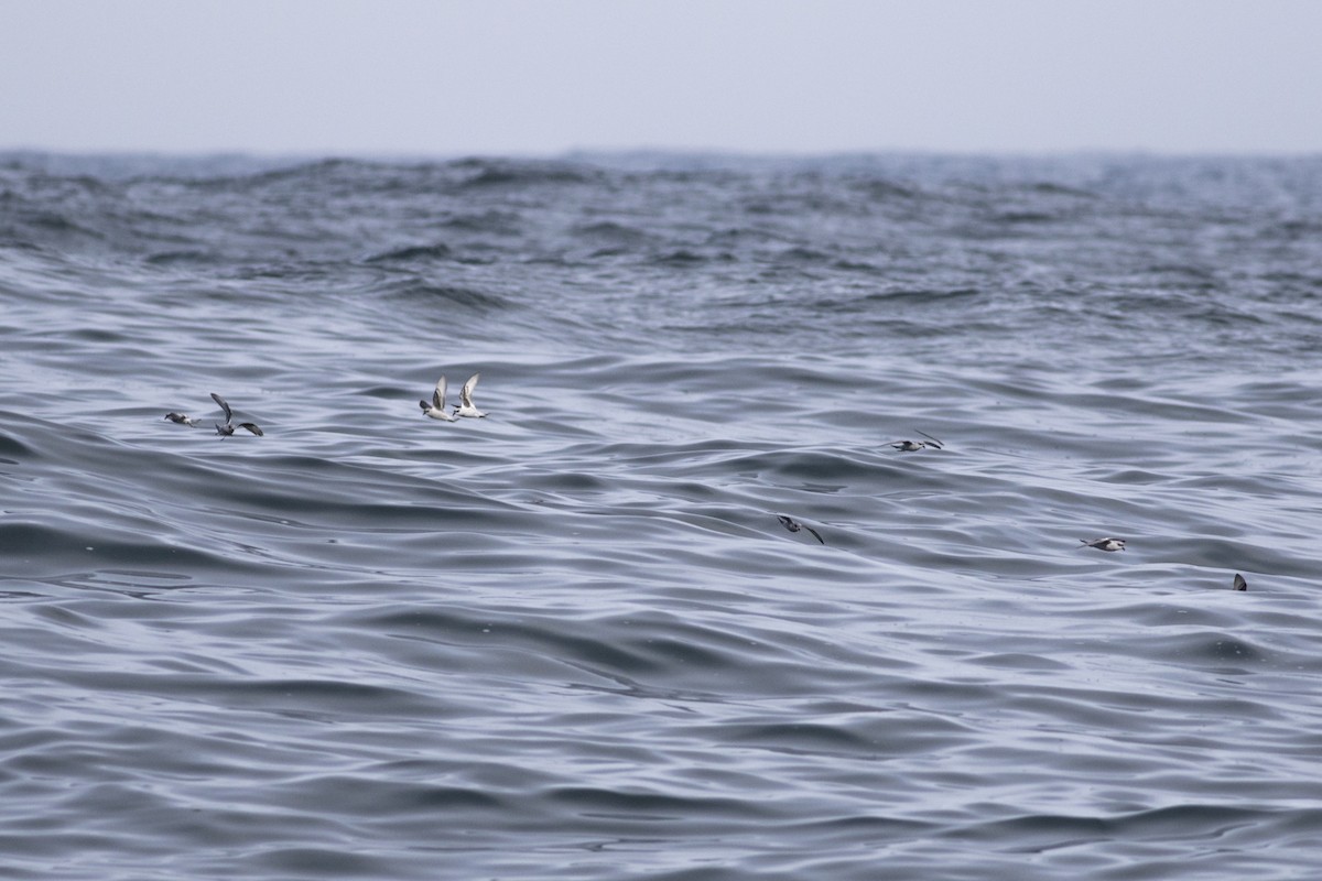 Fork-tailed Storm-Petrel - ML35830171