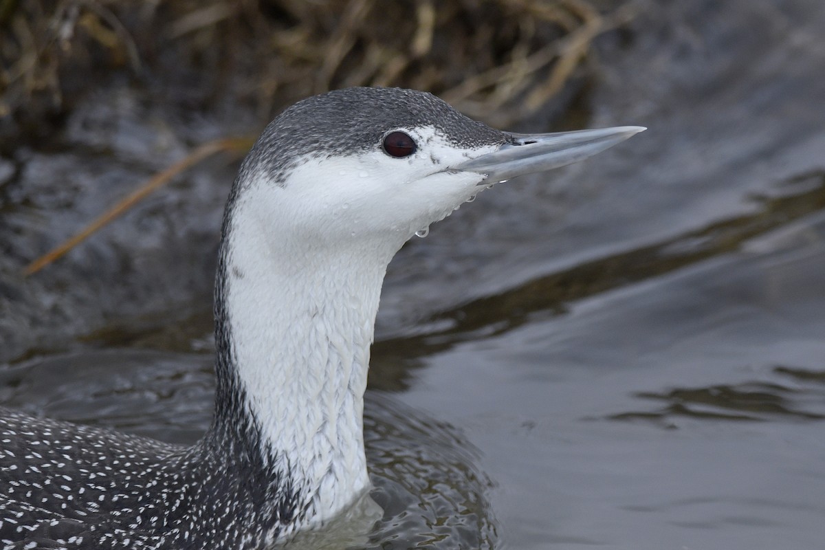 Red-throated Loon - Daniel Irons