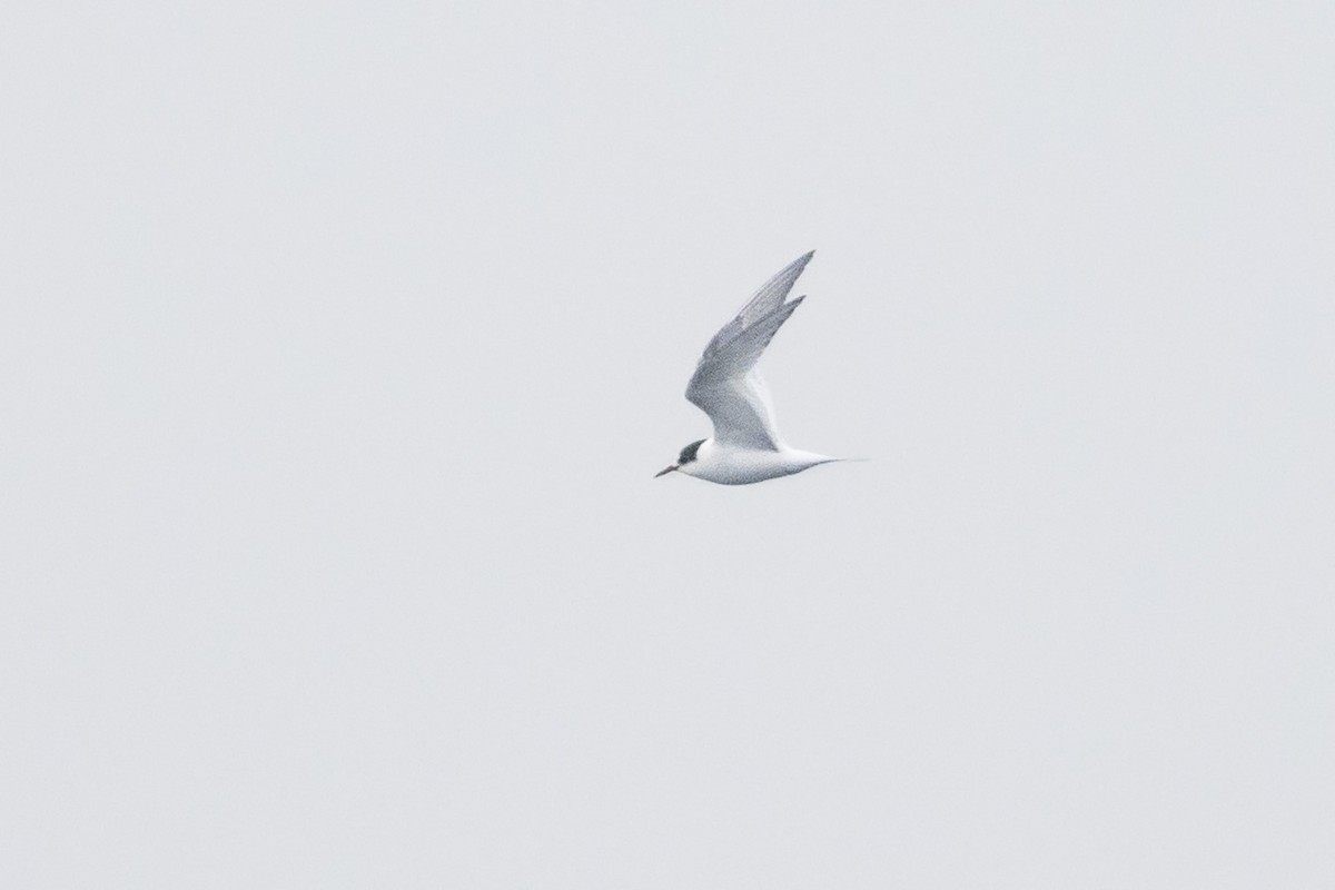 Arctic Tern - ML35830311