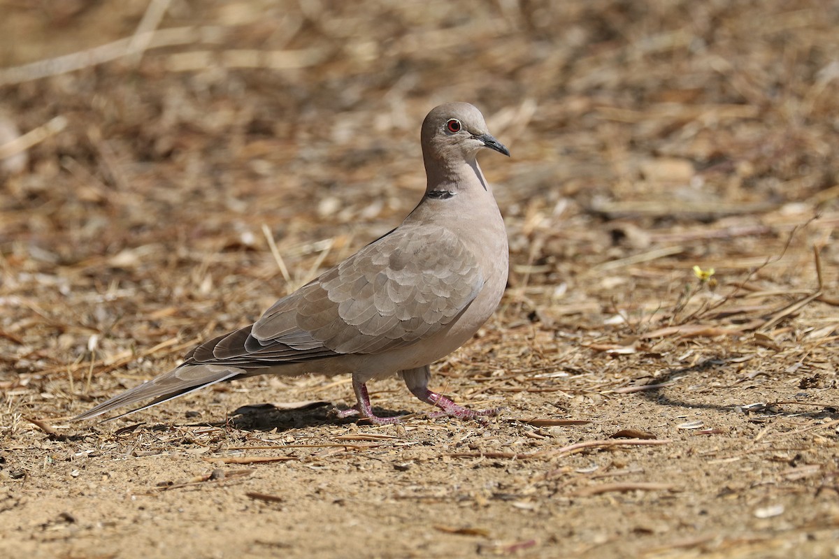 Eurasian Collared-Dove - ML358312491