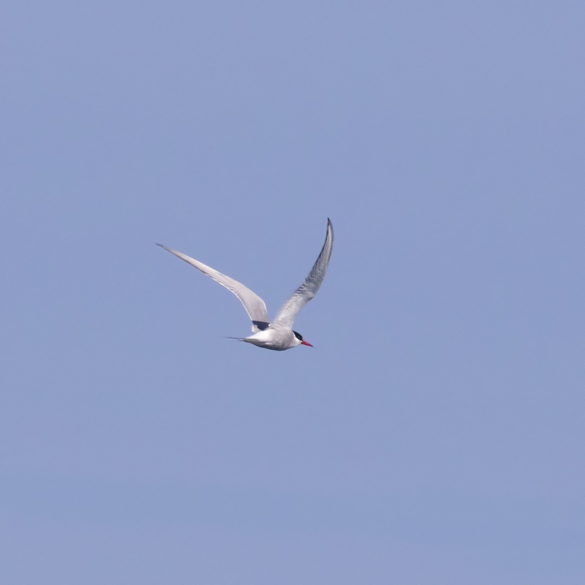 Arctic Tern - ML358313411