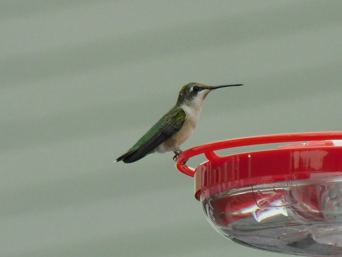 Ruby-throated Hummingbird - ML358315761