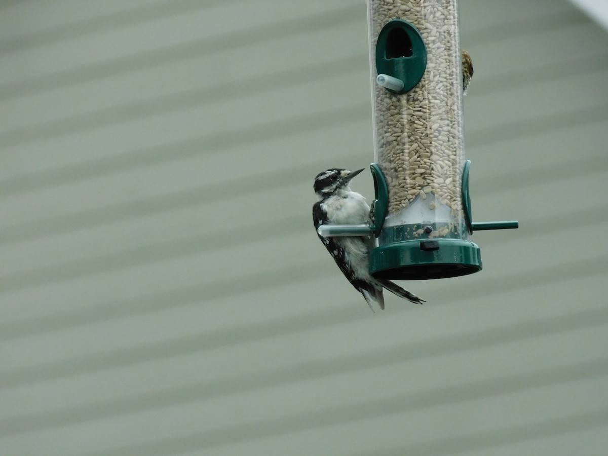Downy Woodpecker (Eastern) - ML358316711