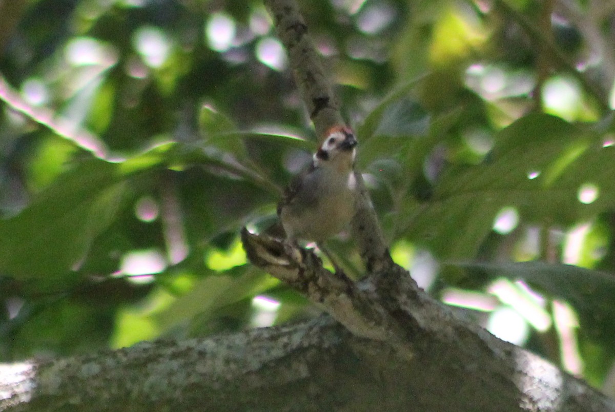 White-faced Ground-Sparrow - ML358317641