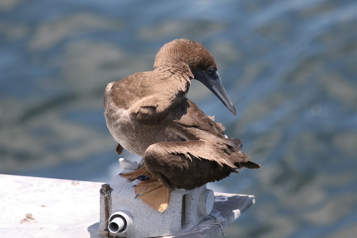 Brown Booby - ML358317861