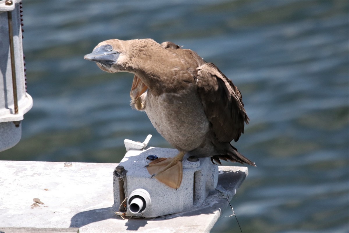 Brown Booby - ML358317901