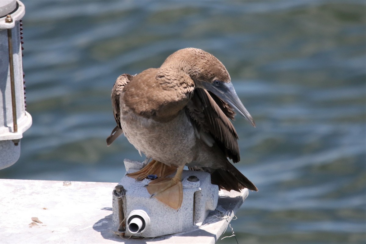 Brown Booby - ML358317911