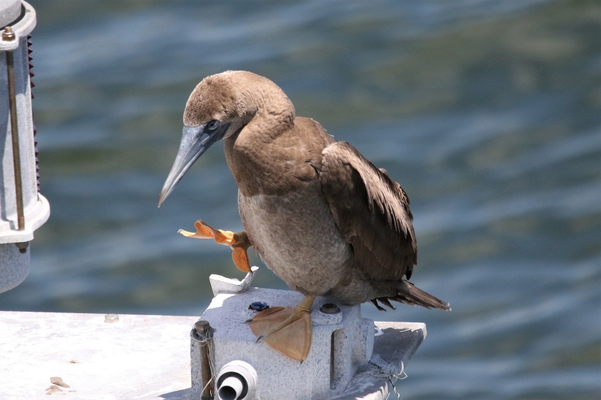 Brown Booby - ML358317921