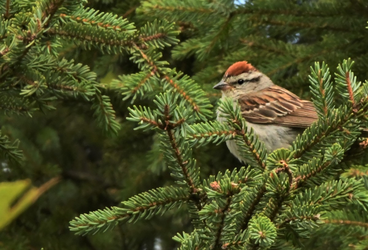 Chipping Sparrow - ML358323341