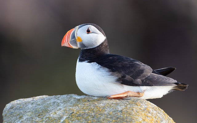 Atlantic Puffin Identification, All About Birds, Cornell Lab of