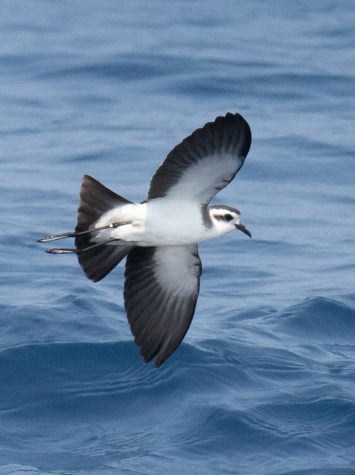 White-faced Storm-Petrel - ML358328941