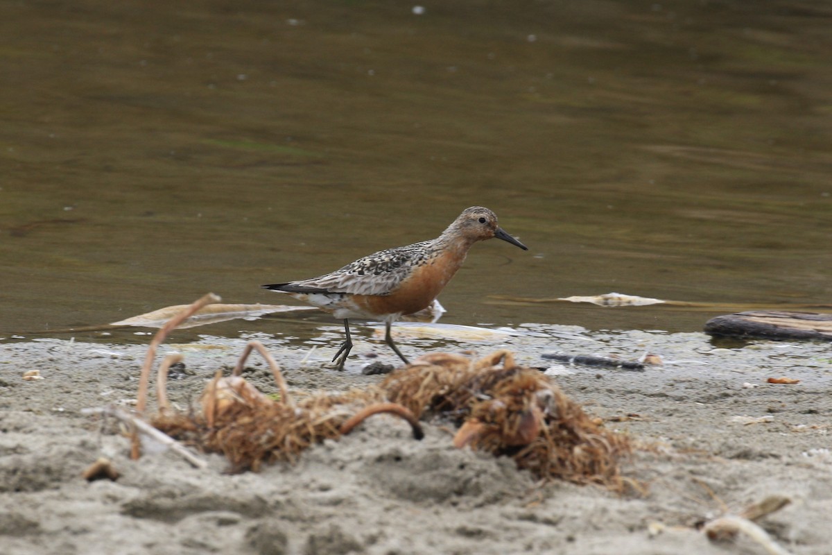 Red Knot - ML358332521