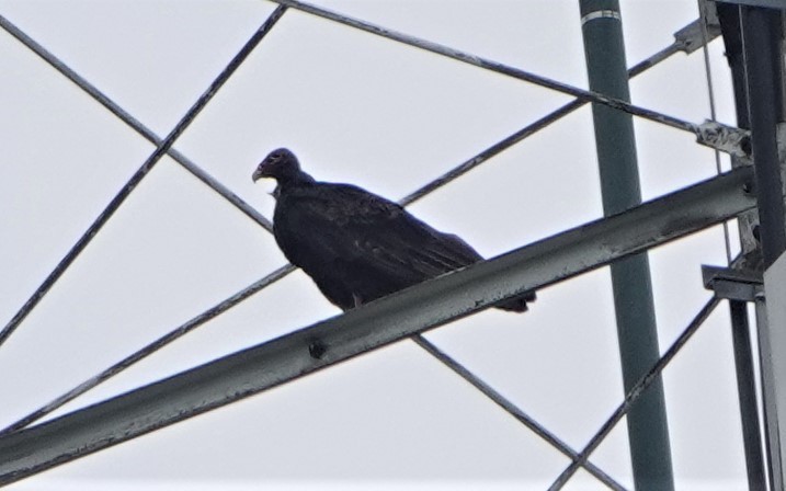 Turkey Vulture - ML358335021