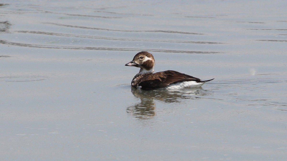 Long-tailed Duck - Lynn Duncan