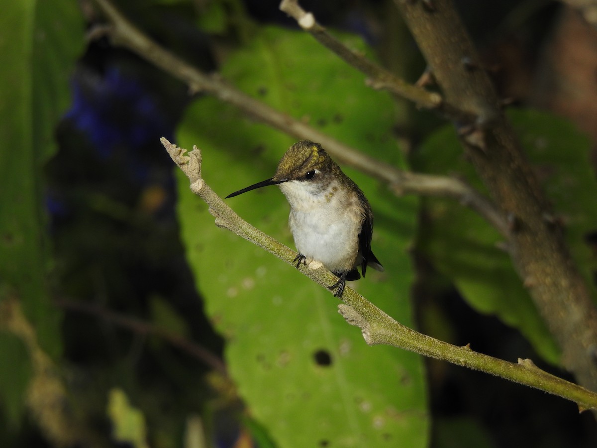 Ruby-throated Hummingbird - Robert Lambeck