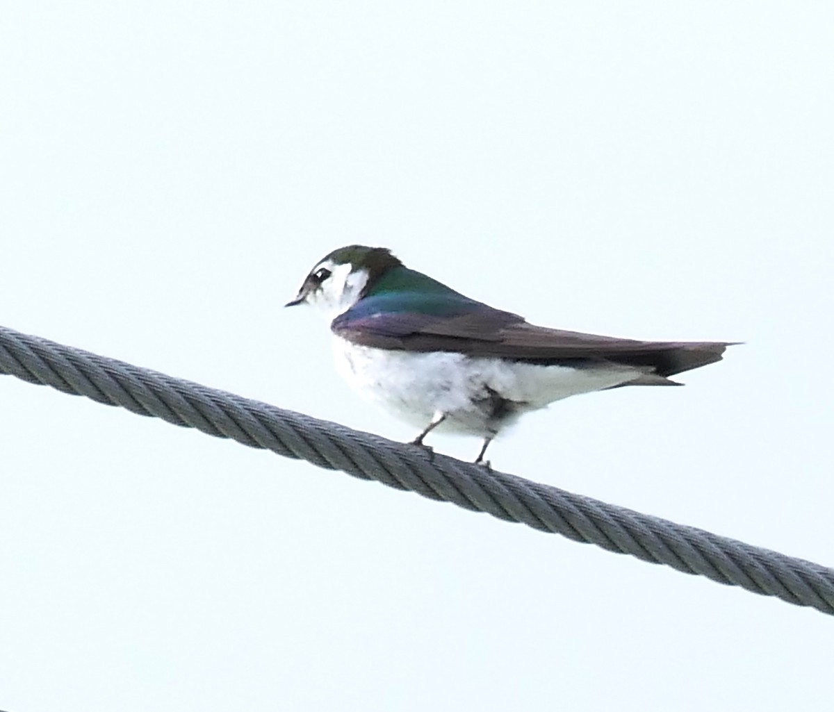 Violet-green Swallow - ML358358841