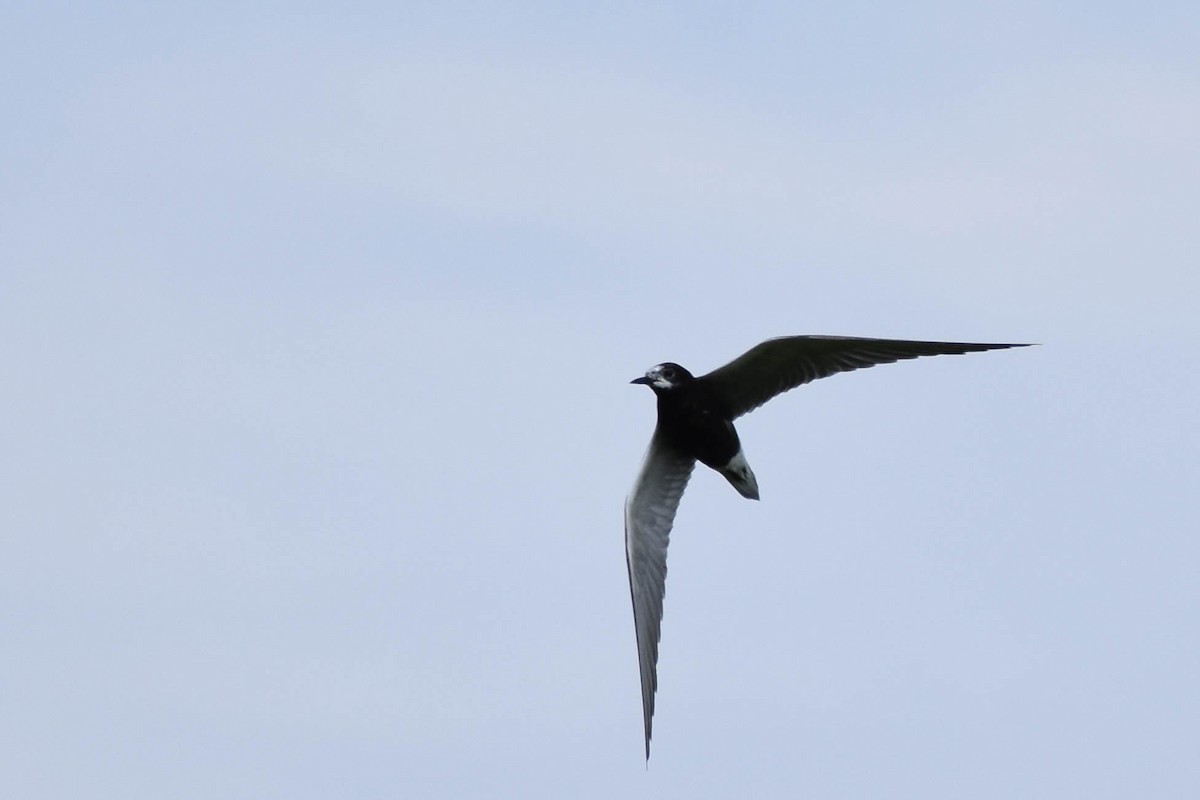 Black Tern - ML358361511