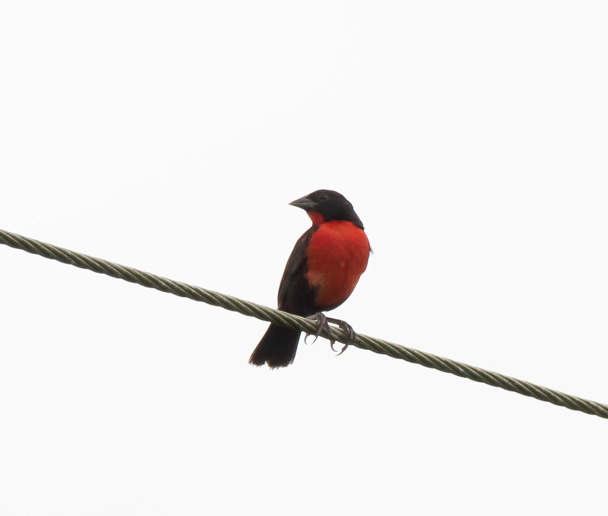 Red-breasted Meadowlark - ML358363241