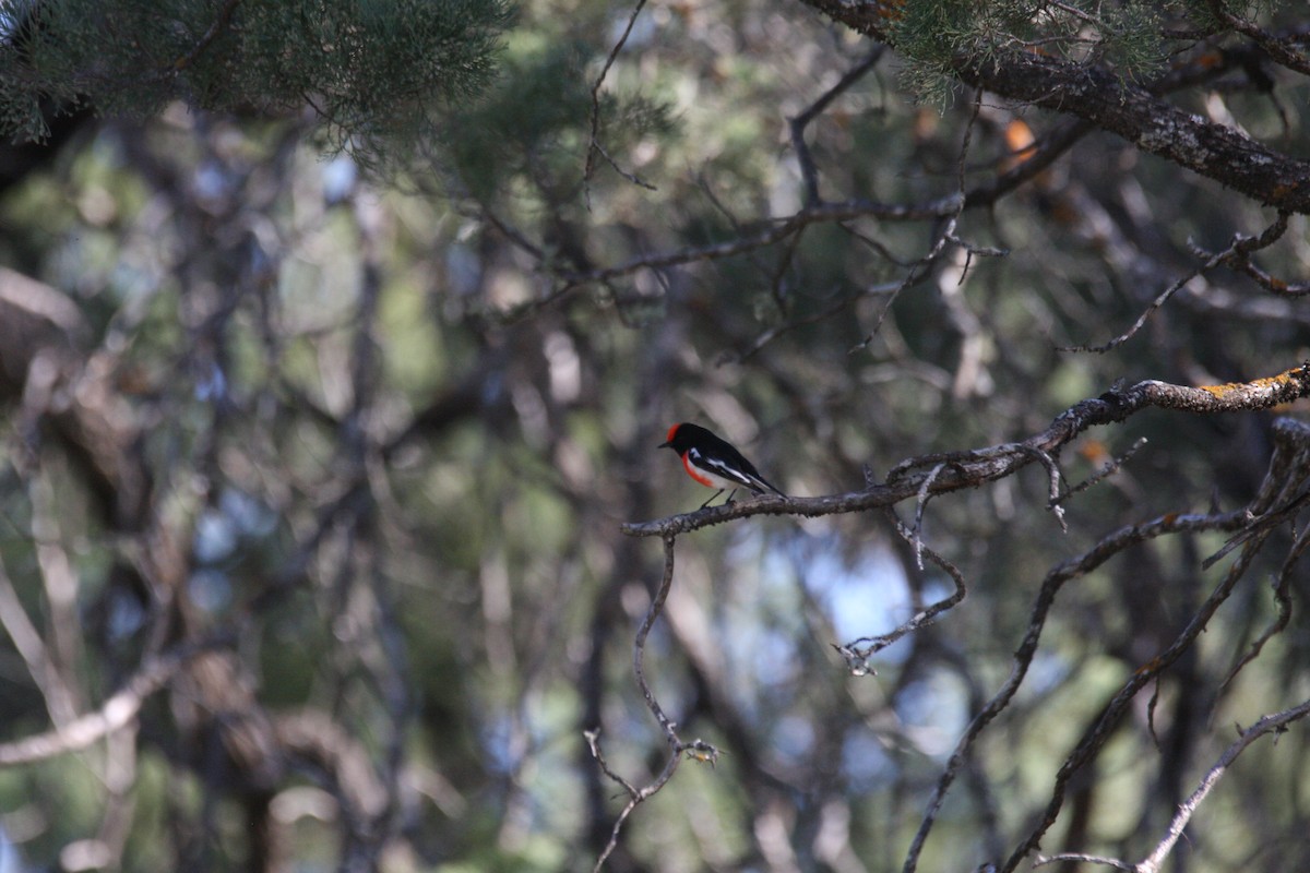 Red-capped Robin - ML358365071
