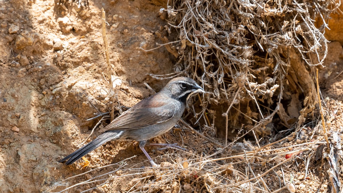 Five-striped Sparrow - ML358365511