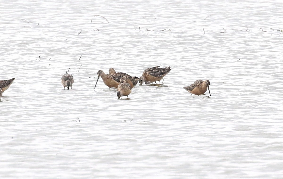 Long-billed Dowitcher - ML358370751