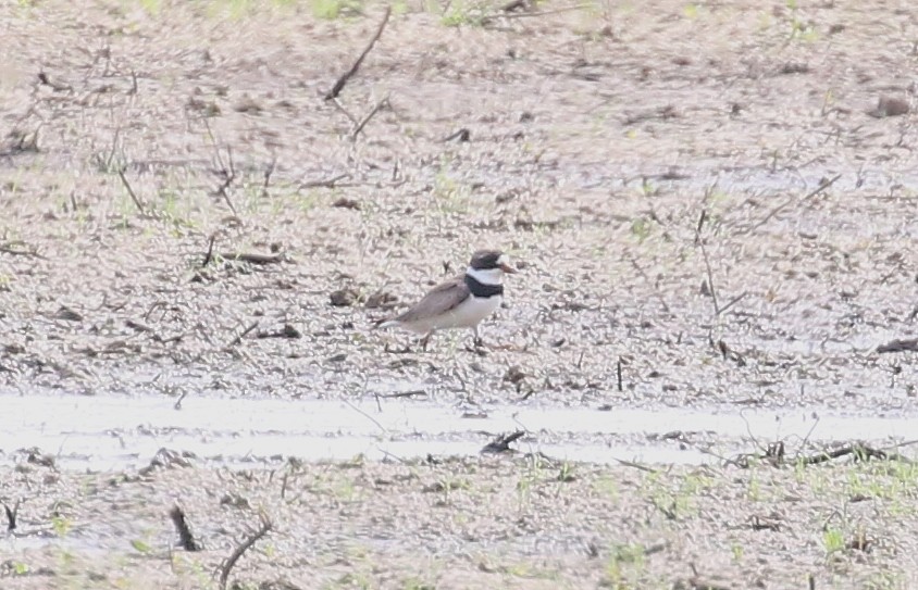 Semipalmated Plover - ML358371731