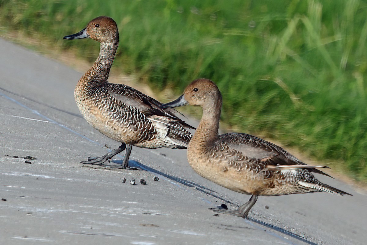 Northern Pintail - Todd Fitzgerald