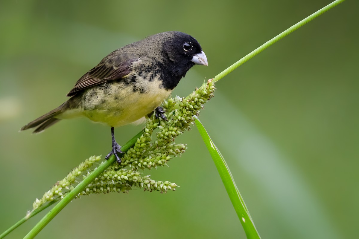 Yellow-bellied Seedeater - Ben  Lucking