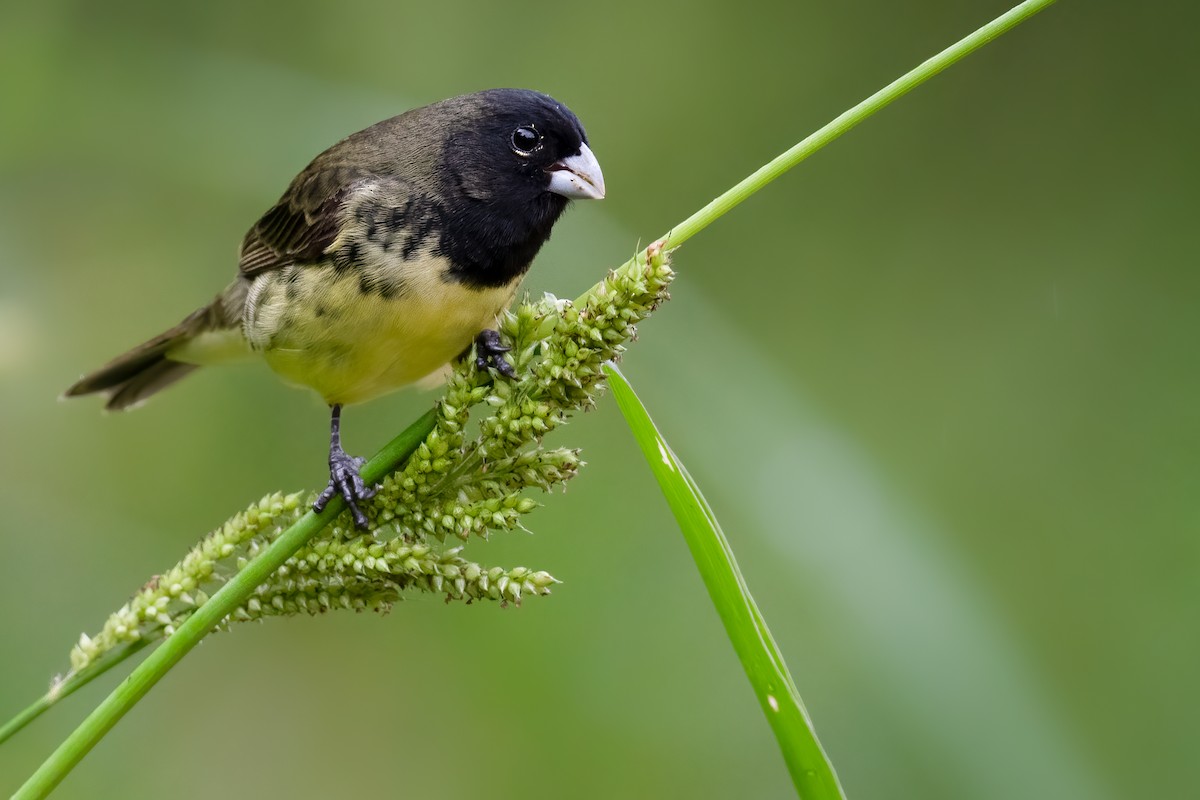 Yellow-bellied Seedeater - ML358372411