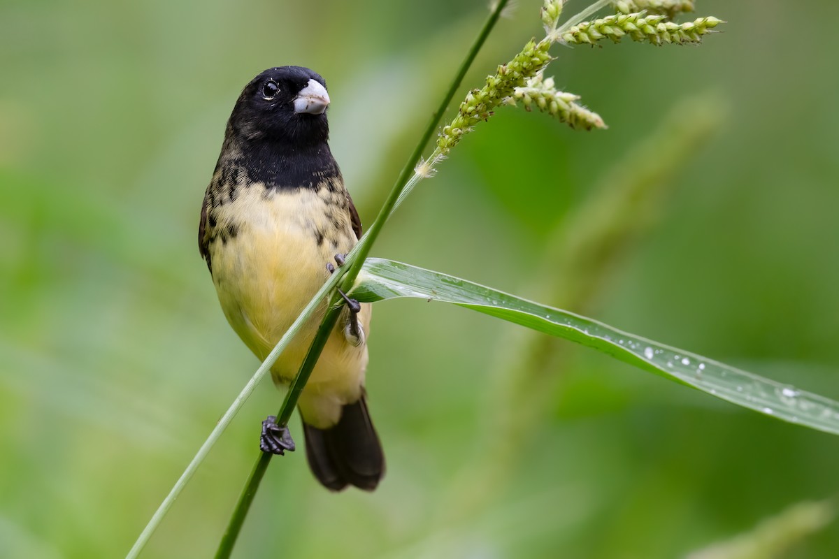 Yellow-bellied Seedeater - Ben  Lucking