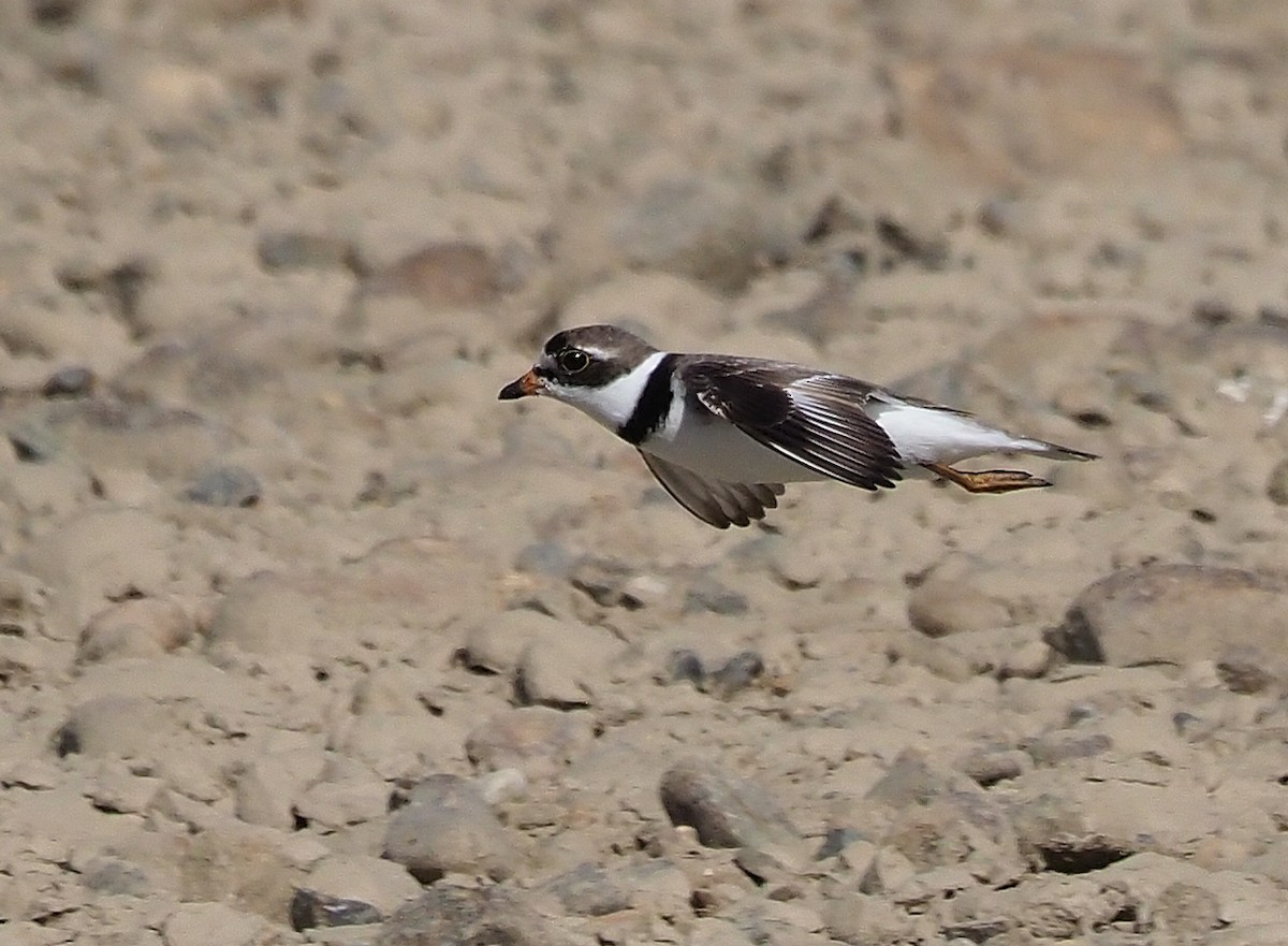 Semipalmated Plover - ML358374061