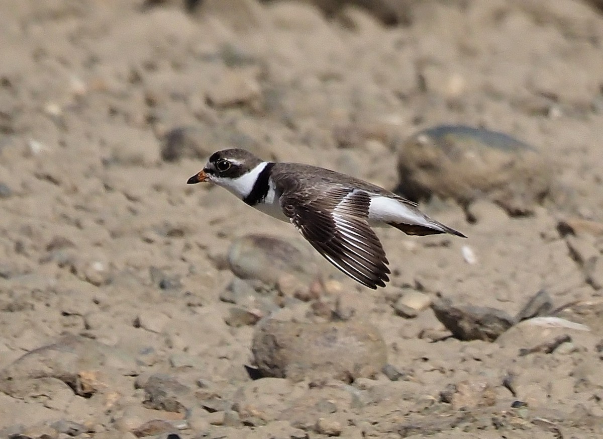 Semipalmated Plover - ML358374071