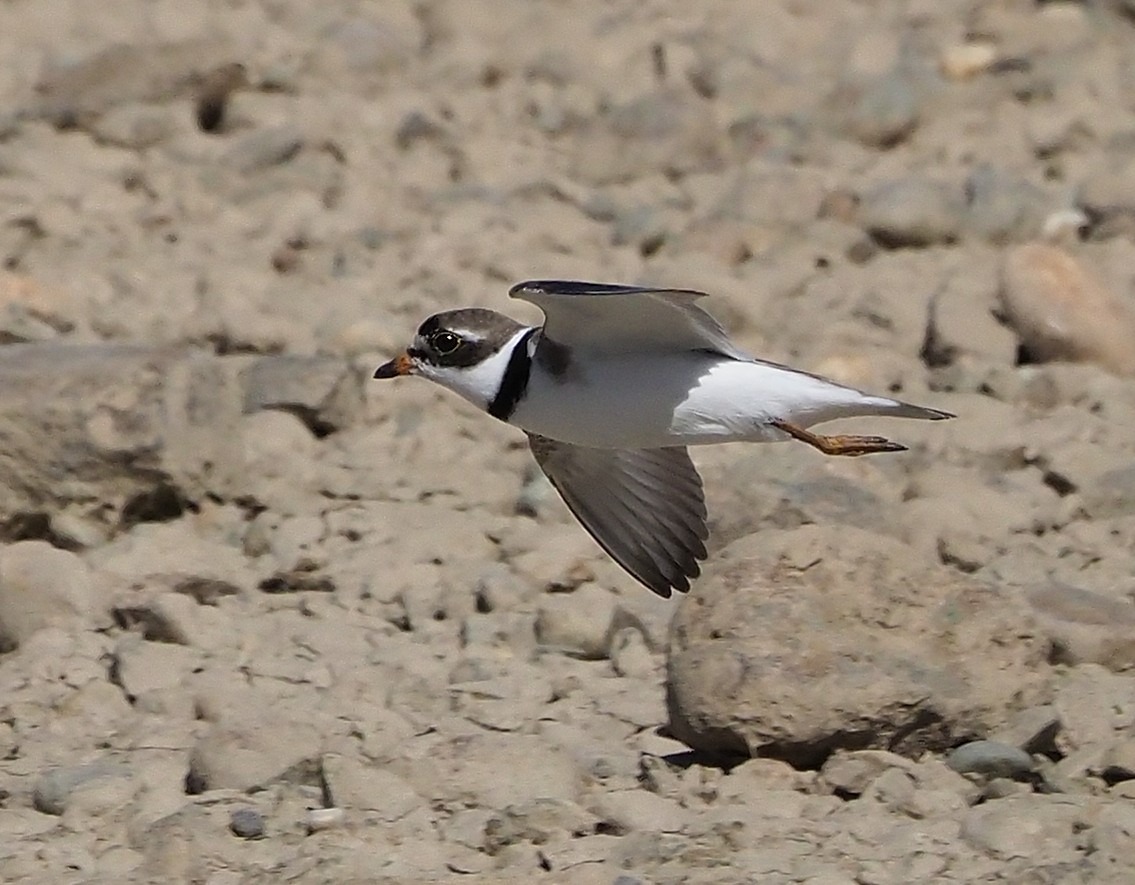Semipalmated Plover - ML358374091