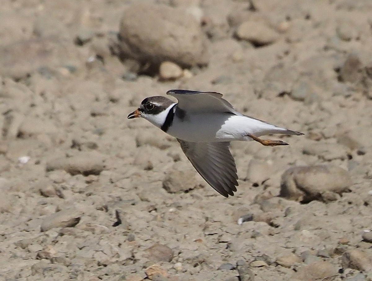 Semipalmated Plover - ML358374101