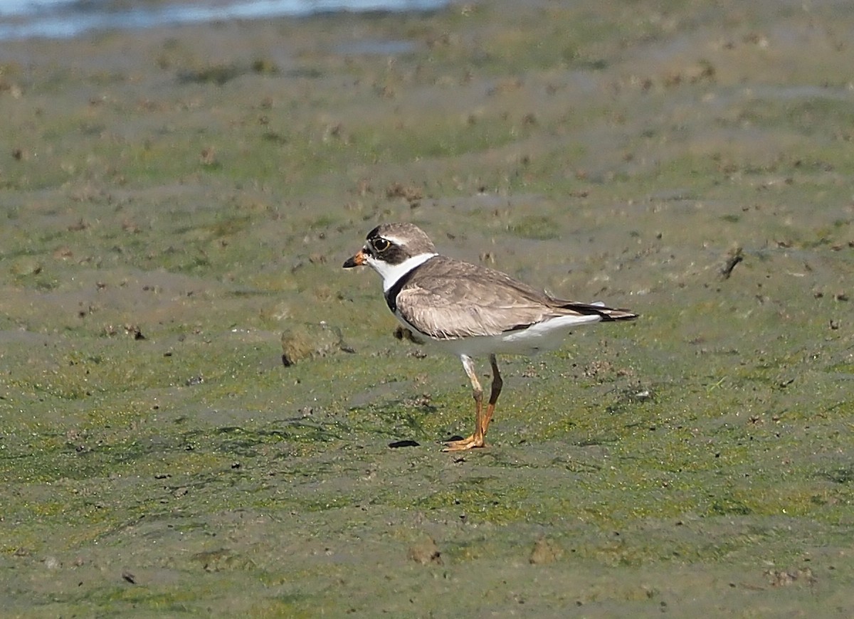 Semipalmated Plover - ML358374111
