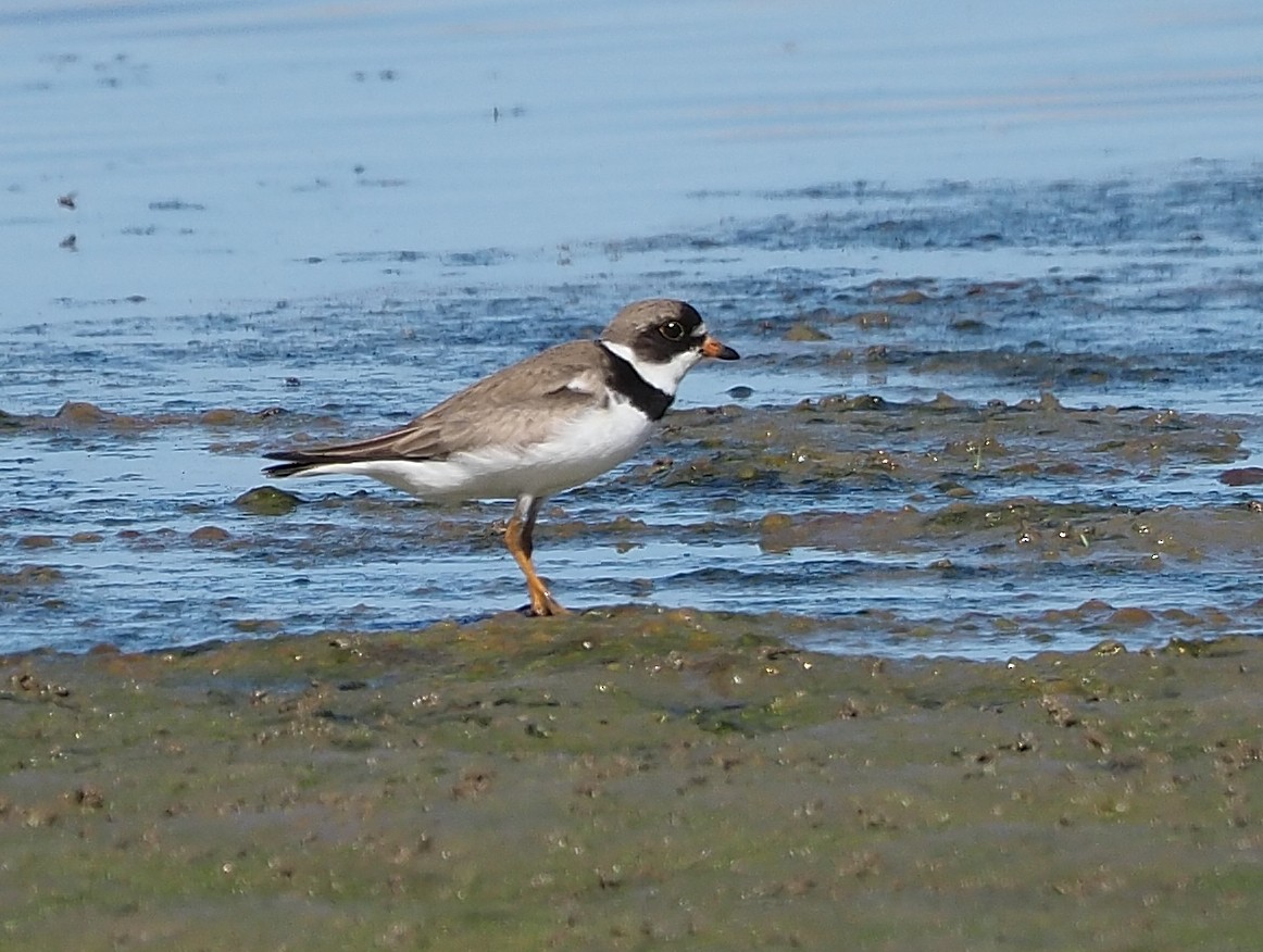 Semipalmated Plover - ML358374131