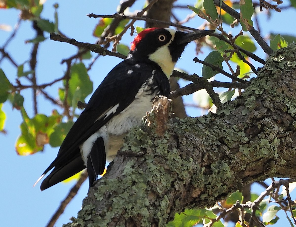 Acorn Woodpecker - ML358374971