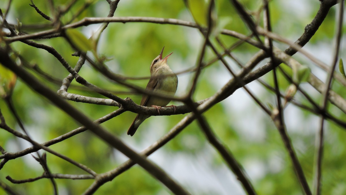 Swainson's Warbler - Keith Eric Costley