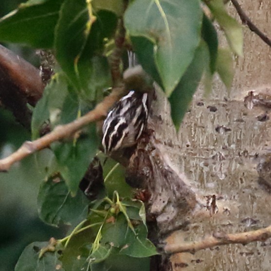 Black-and-white Warbler - ML358389351