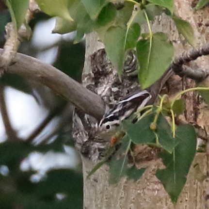 Black-and-white Warbler - ML358389381