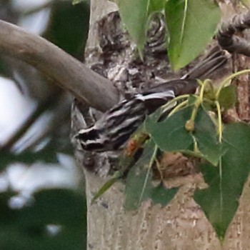 Black-and-white Warbler - ML358389391