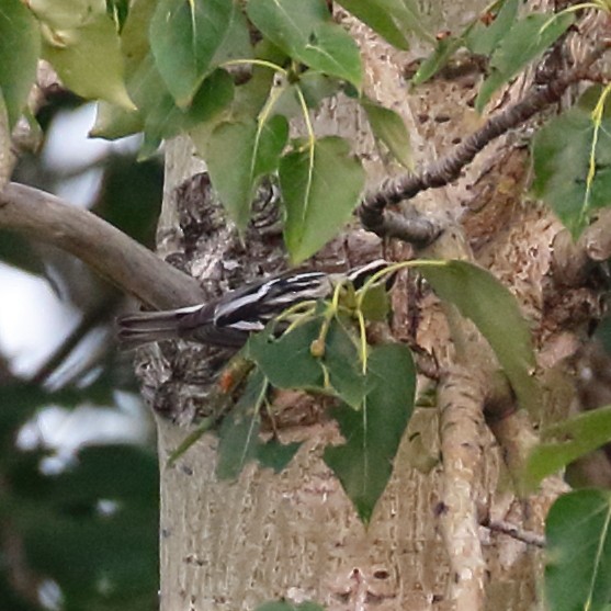 Black-and-white Warbler - ML358389431