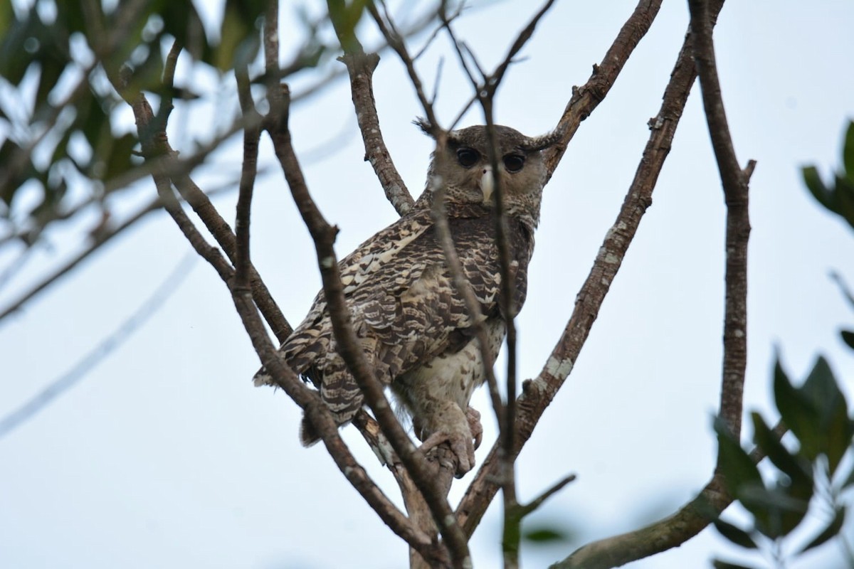 Spot-bellied Eagle-Owl - ML358390061
