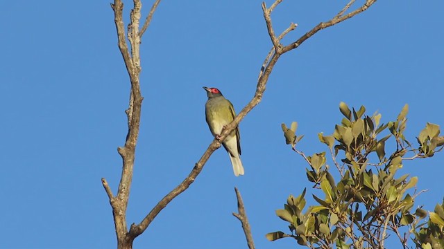 Australasian Figbird - ML358396141