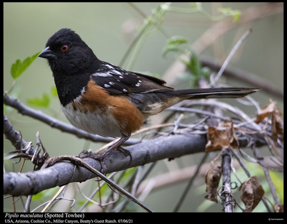 Spotted Towhee - ML358396341