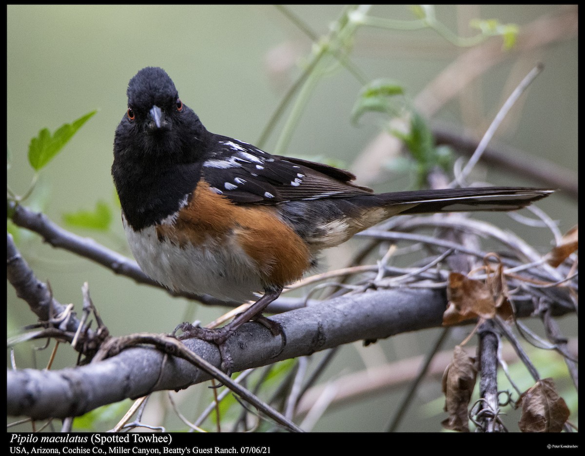 Spotted Towhee - ML358396351