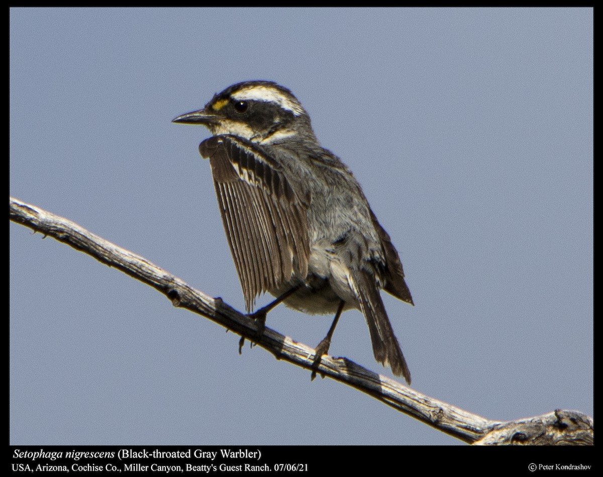 Black-throated Gray Warbler - Peter Kondrashov