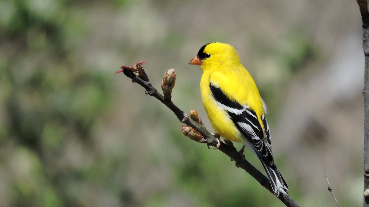 American Goldfinch - Keith Eric Costley
