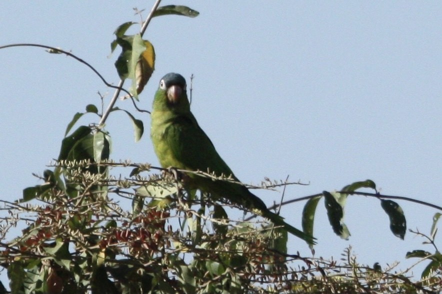 Blue-crowned Parakeet (Blue-headed) - ML358405311