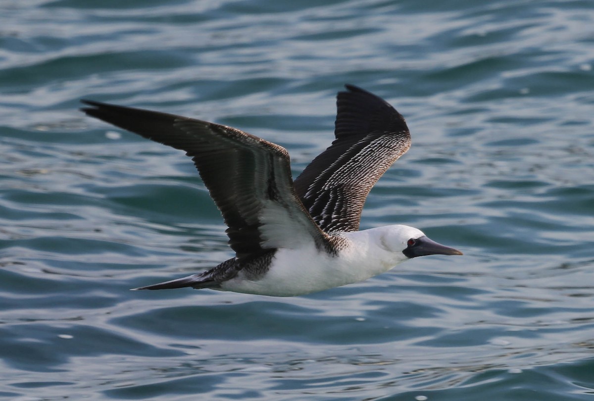 Peruvian Booby - Phil Kenny